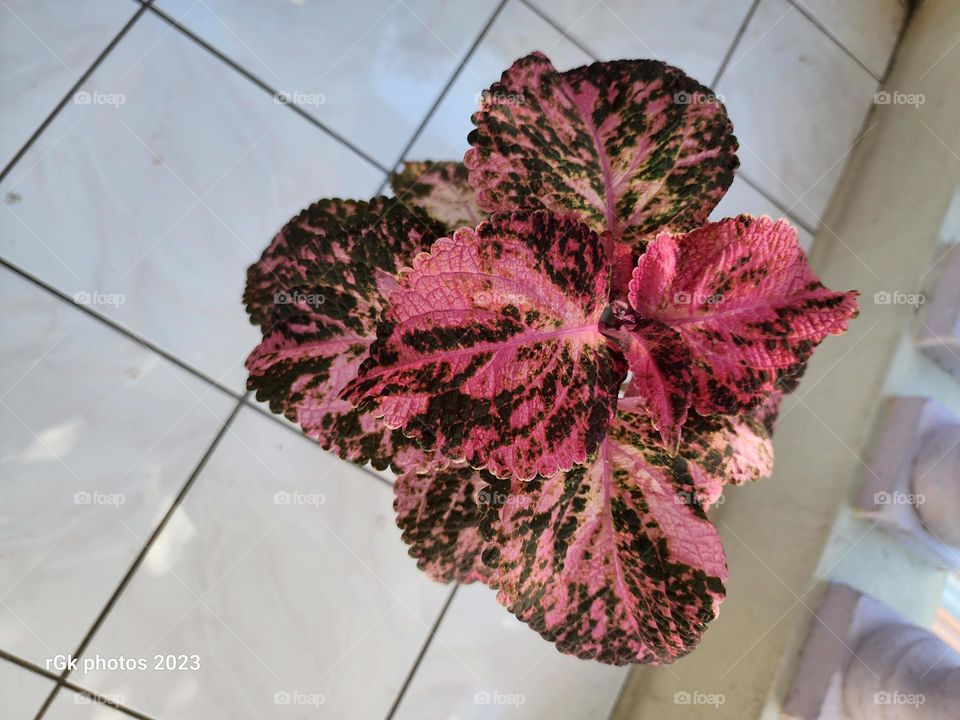 multicolored joseph coat