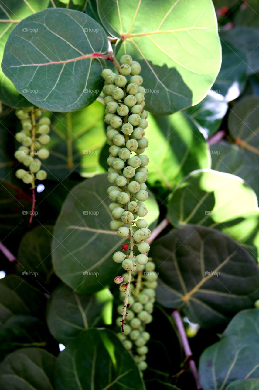 sea grapes.