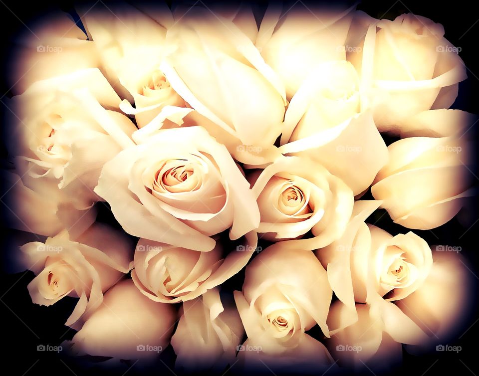 Ivory roses
