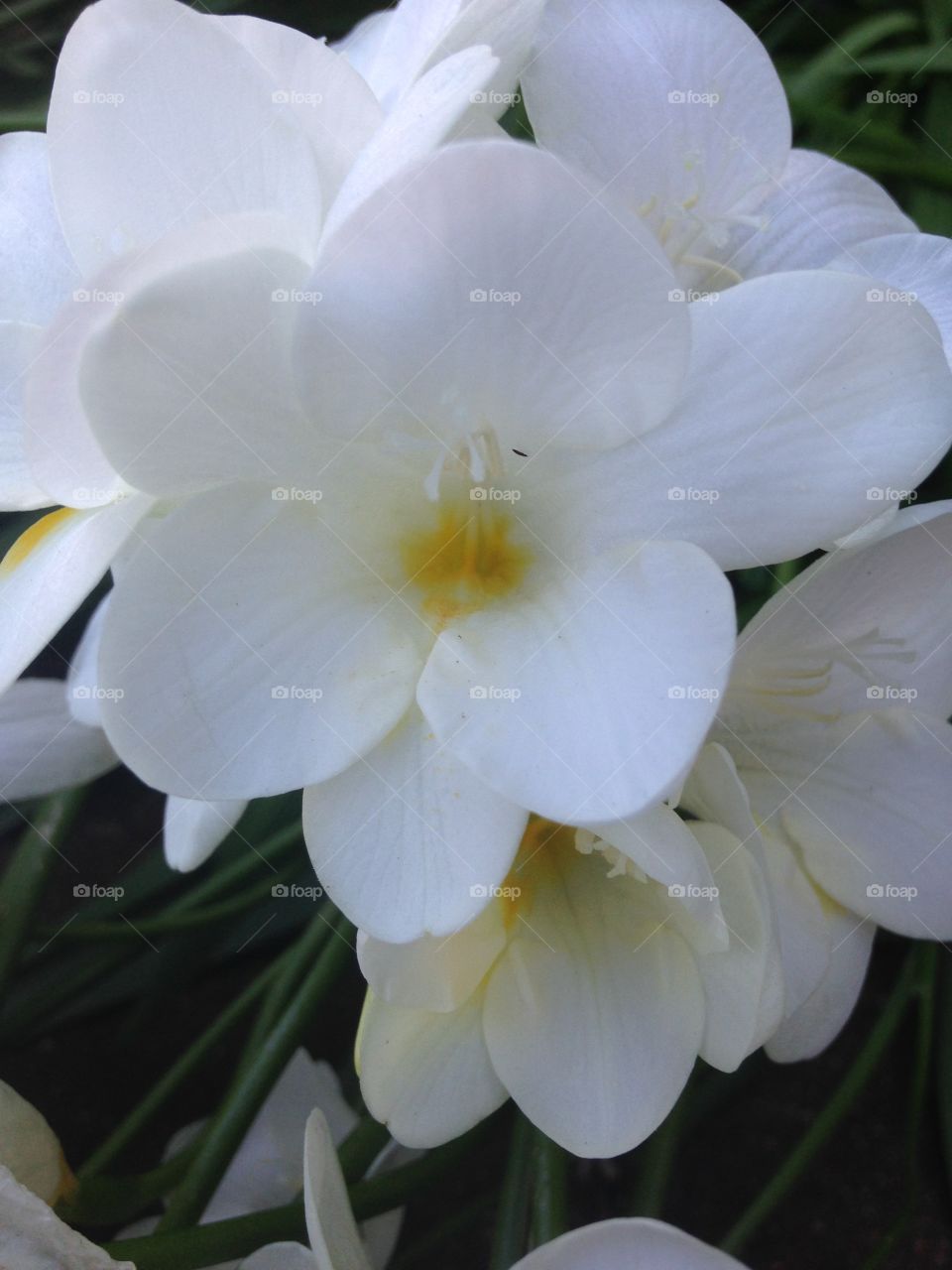 Close-up of white flower