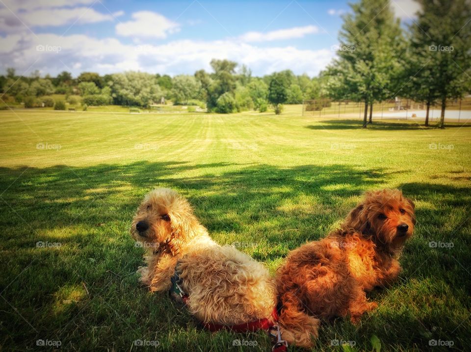 Enjoying the park. A sunny day out with the dogs.