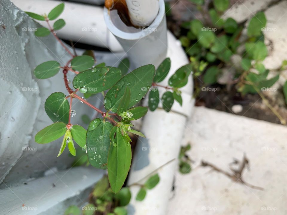 Fragile Small Plant That Cracked The Concrete By A Pipe System Growing In An Almost Impossible Unexpected Place Found After The Rain Fall.