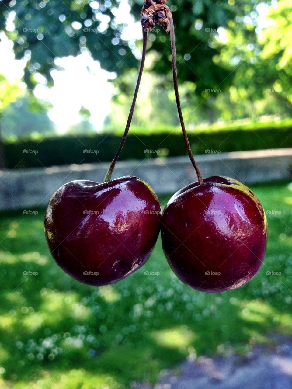 Close-up of cherry