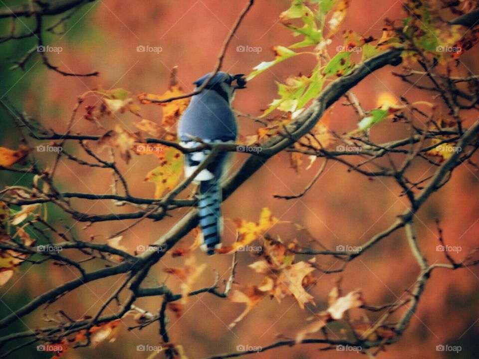 Blue Jay. In the autumn