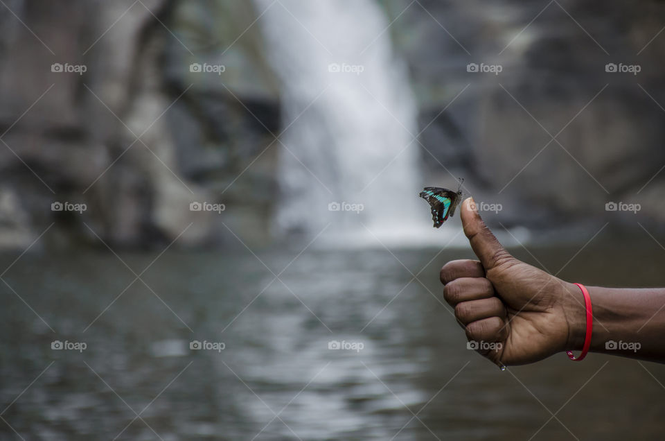 butterfly enjoying waterfall