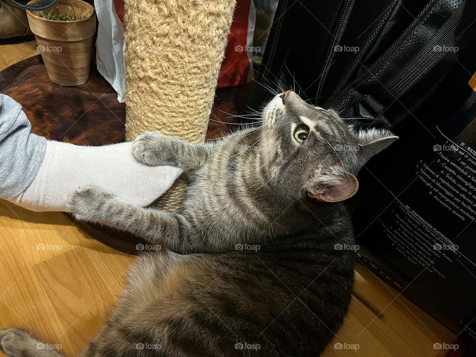 Cat touches his human leg
