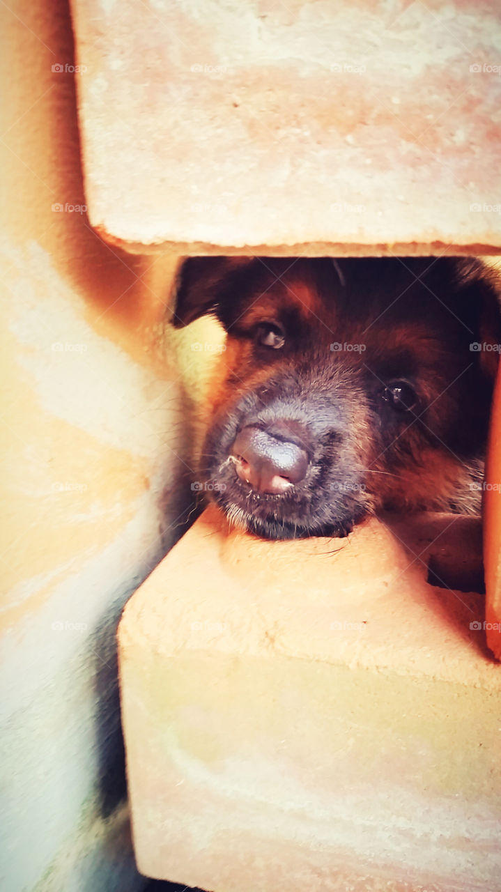 Hmmmm I want to go outsideee.Take me out and let's me go. Puppy and lovely like me need your hug.