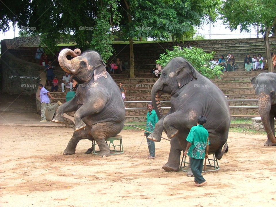 Elephants show