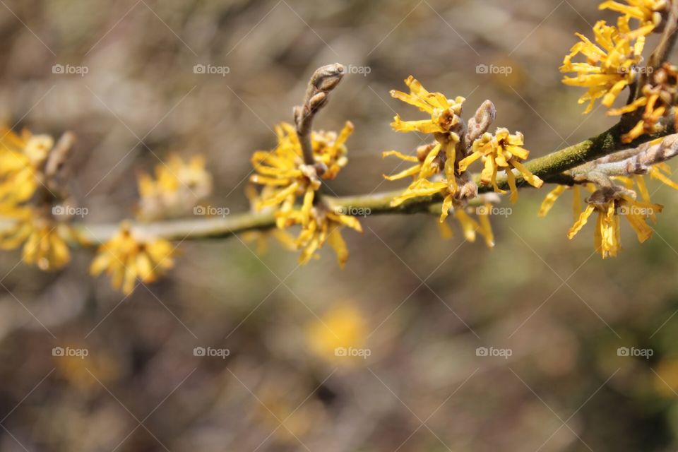 Witch hazel smells gorgeous in the early spring garden and it’s yellow colour on the bare branches really stands out.