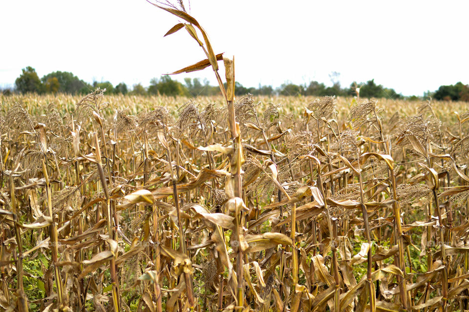 A single brown stalk sticking up out of a field of crops