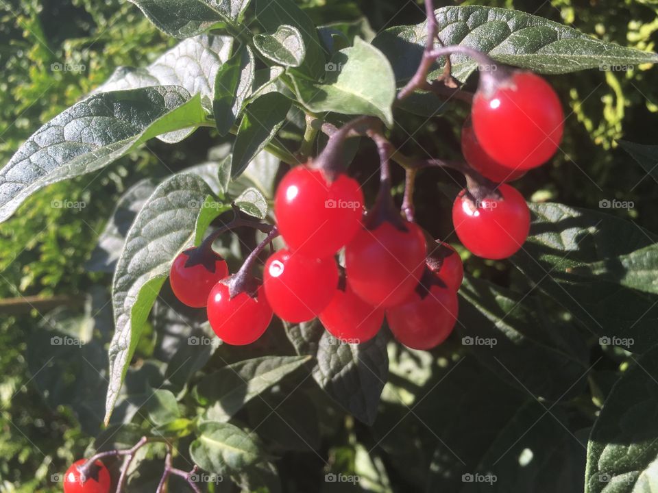 Red wild berries