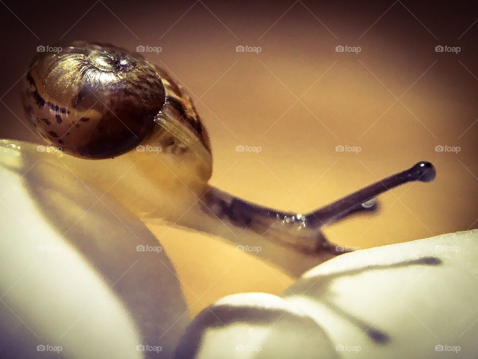 On a Journey. A little snail shot with a macro lens, sliding across a flower