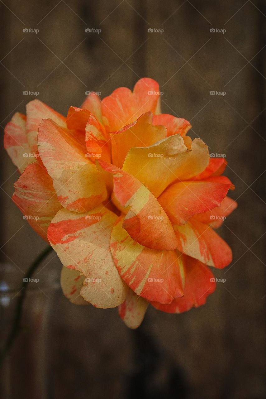 orange flower