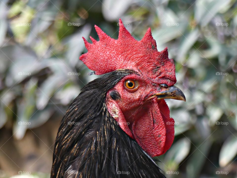 Look at those eyes! Human and animal eyes don’t tell us whether they are kind, cruel or their mood. They just captivate us