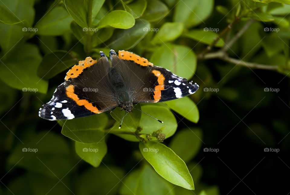 Vanessa atalanta