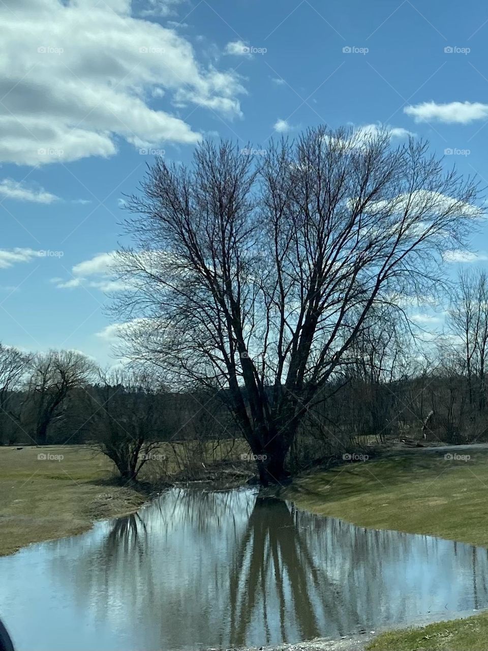 Early spring trees with reflections in a pond 