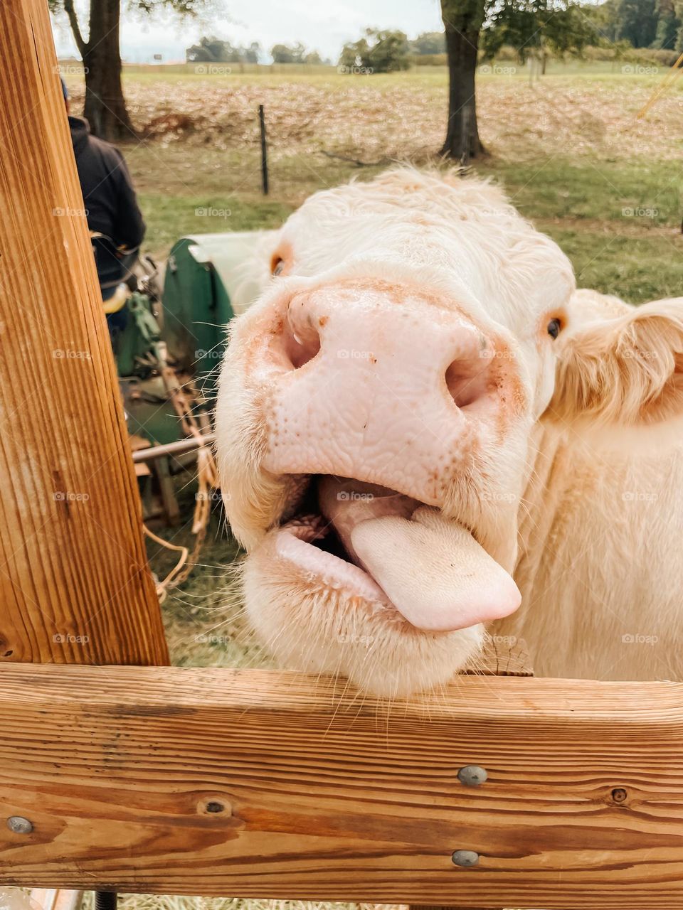 A cow lick 