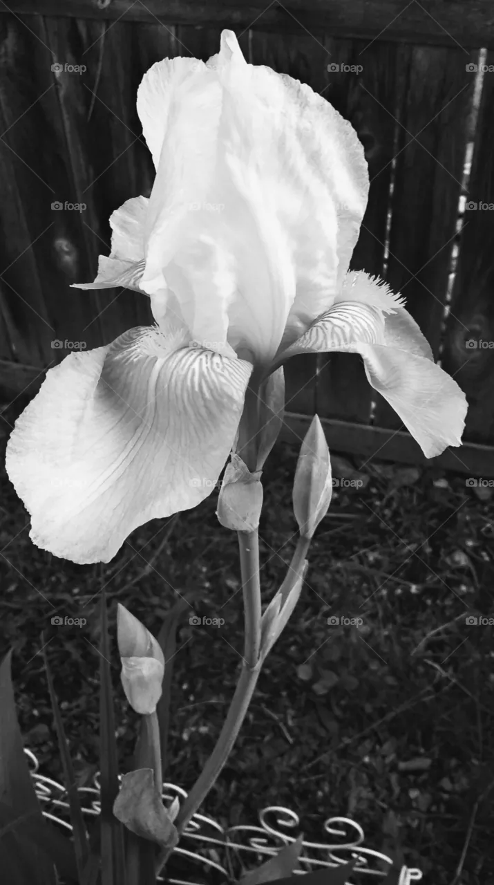 Iris