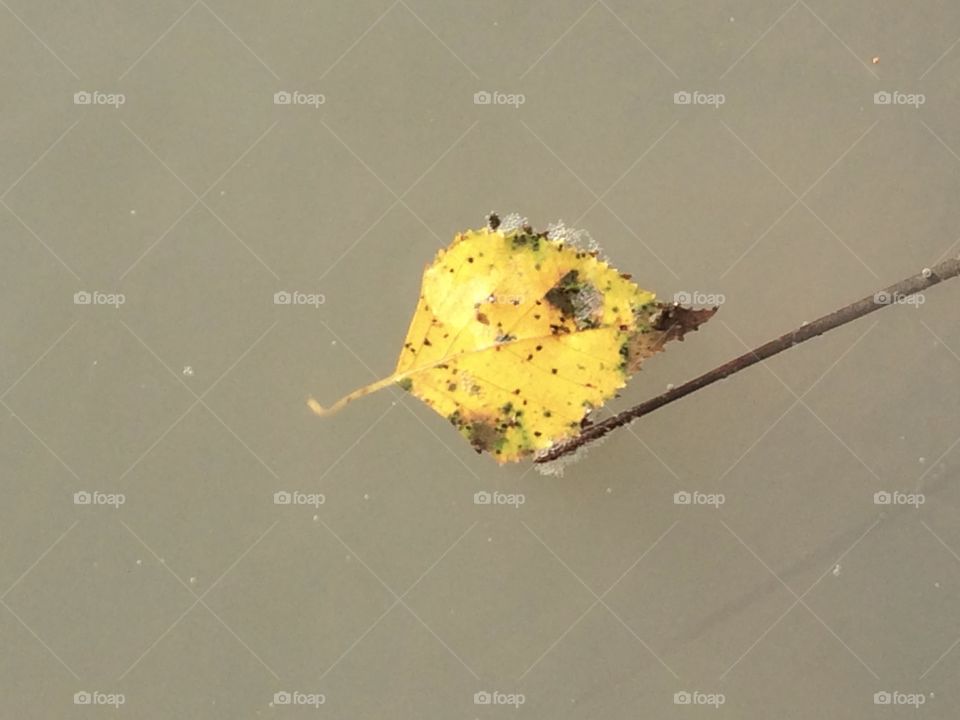 Floating yellow leaf 
