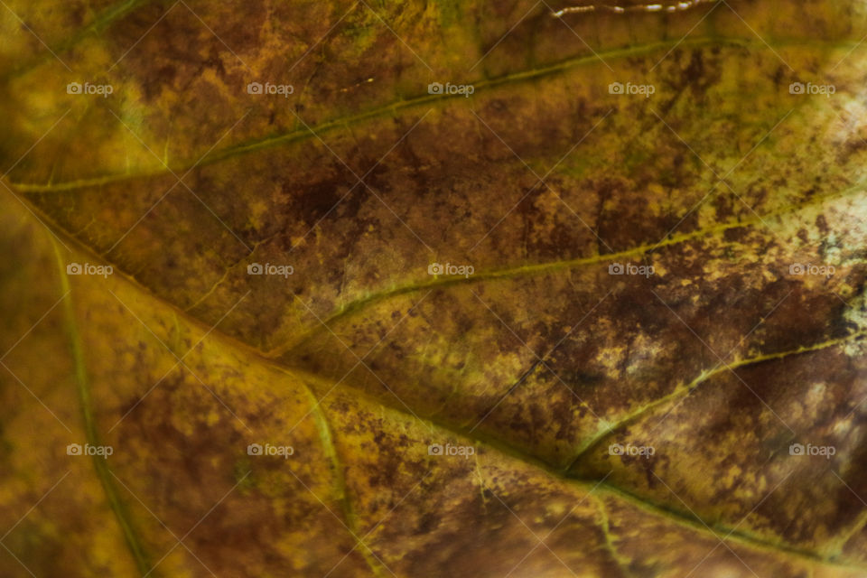 Leaf Textures Closeup