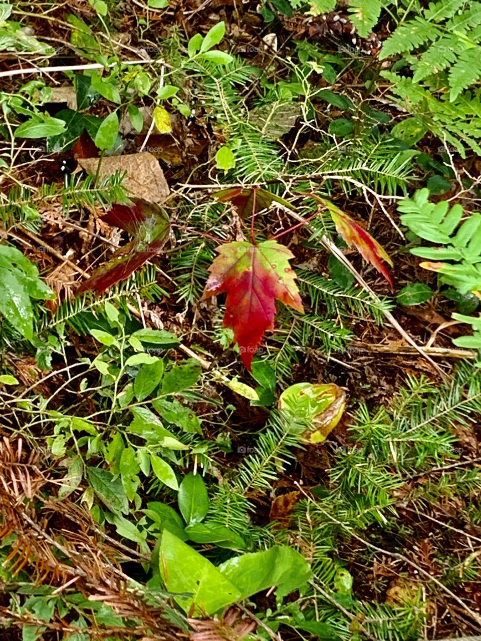 Rainy day in a Laurentian forest in Quebec, Canada 