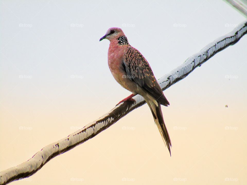 The spotted dove or (spilopelia chinensis) or mountain dove or pearl-necked dove or lace-necked dove or spotted turtle-dove.