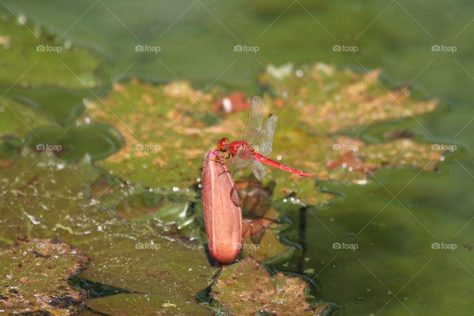 indonesia pond lake insect by nader_esk