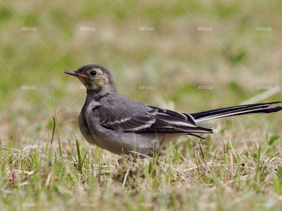 Young wagtail