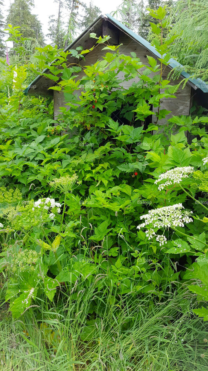 Leaf, Nature, Flora, Summer, Growth