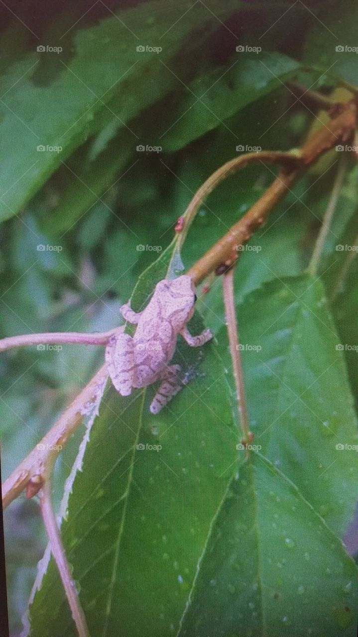 Tree frog on a cherry tree