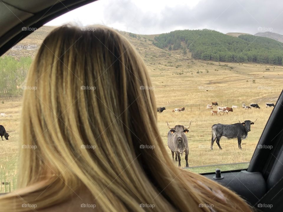Watching the bulls from the car