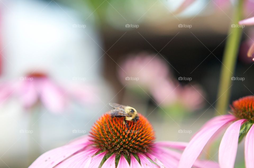 Working Bee . A working bee collecting pollen 