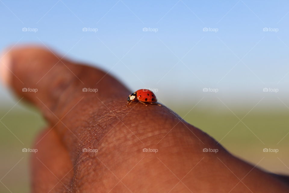 Ladybug on finger