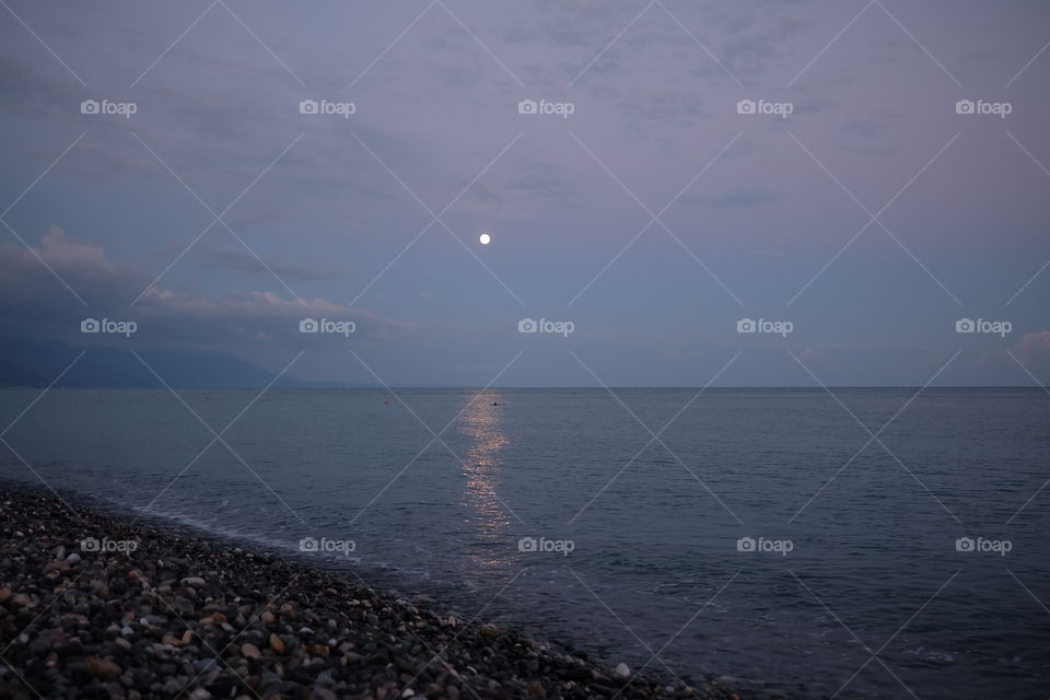 Dolphin on moonlight
