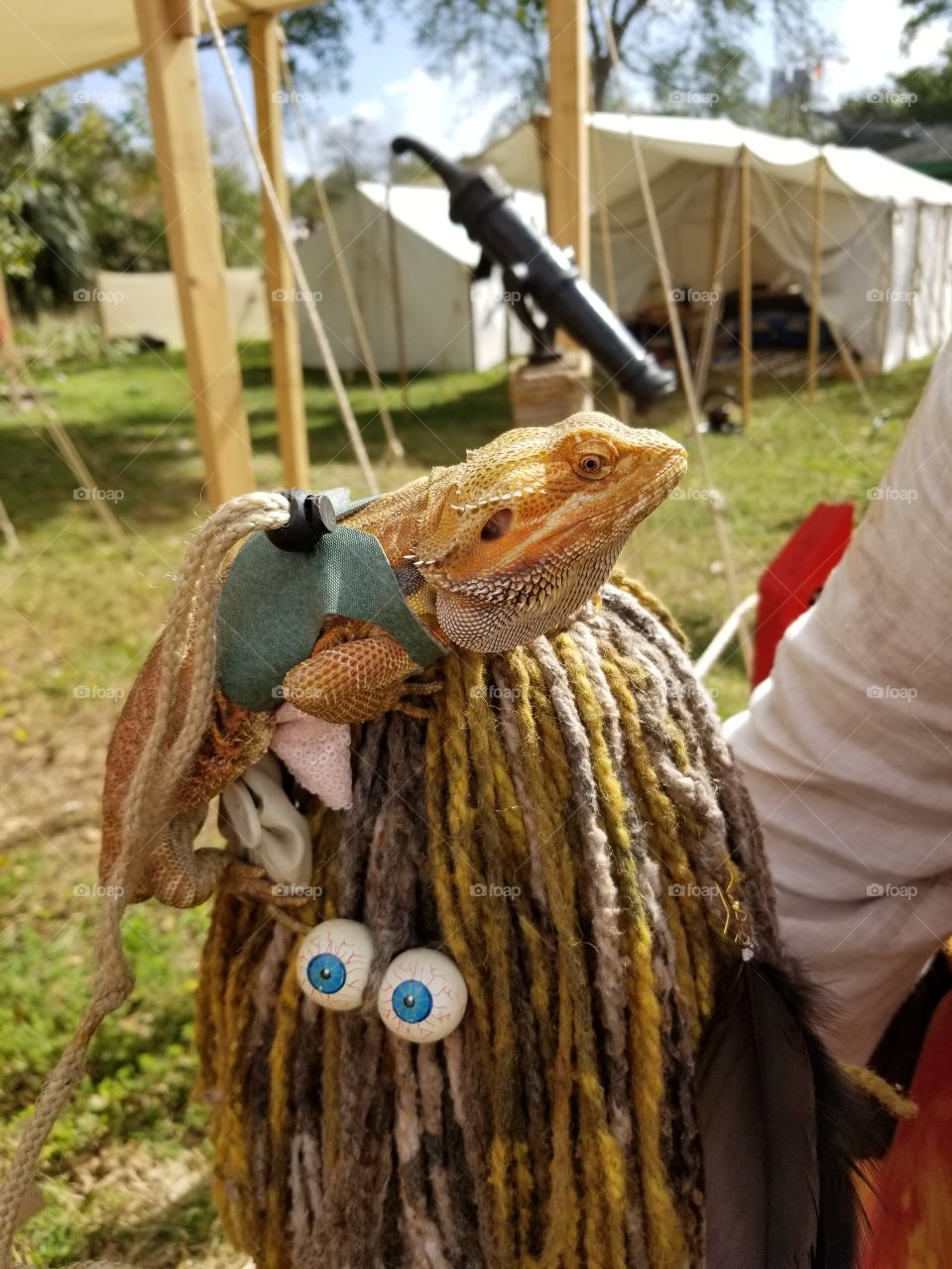 Bearded Dragon at Renaissance Festival