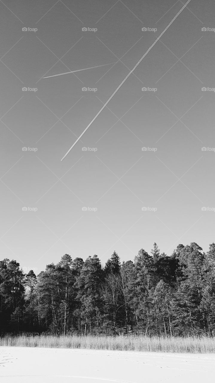 Landscape, Tree, Sky, Fog, Nature