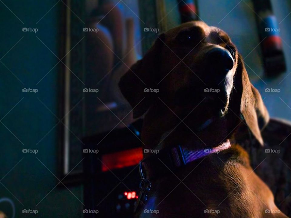 Dog in the window light