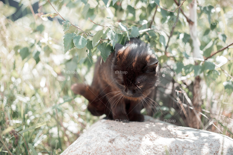 Black cat under birch brunch outdoor portrait at spring sunny day