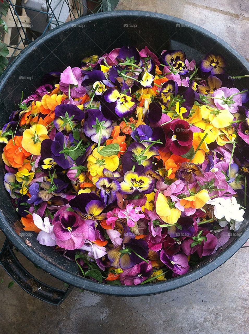 Colorful compost