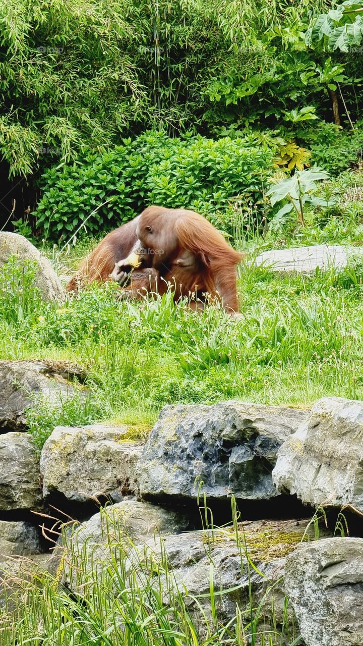 Picture from Dublin Zoo, Ireland