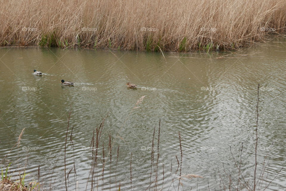 Water in a park in Antwerp