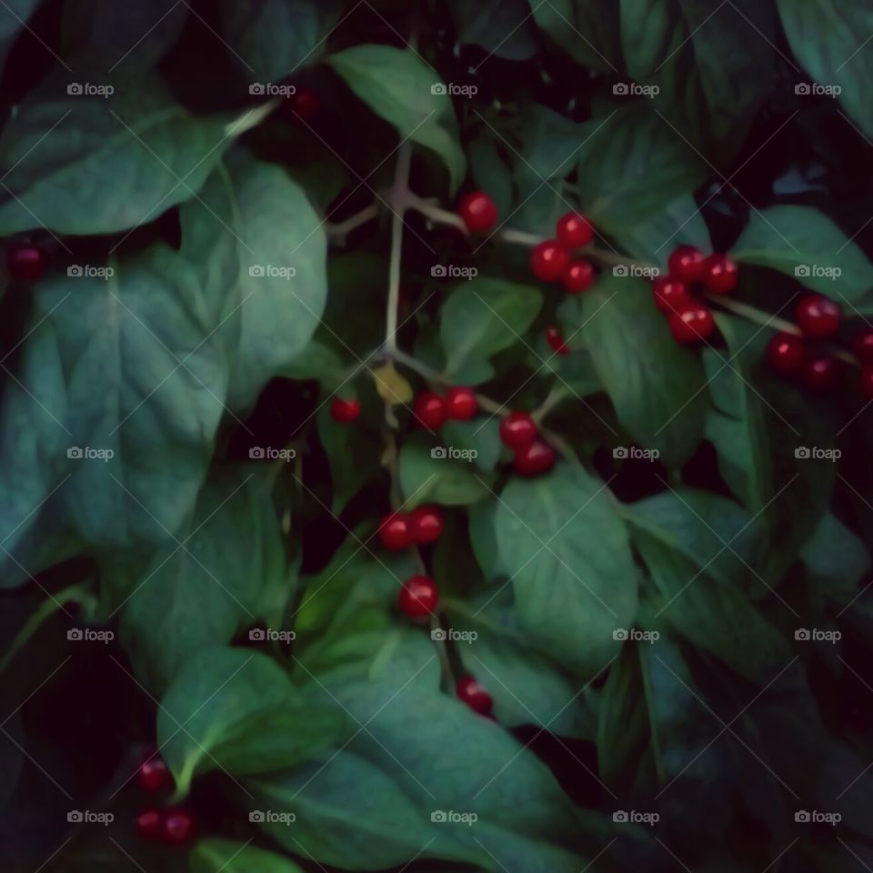 red berries retouched