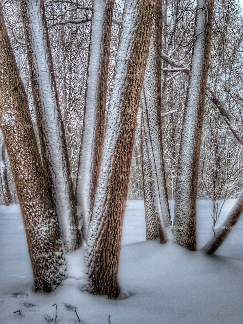 group of trees with new snowfall sticking on bark