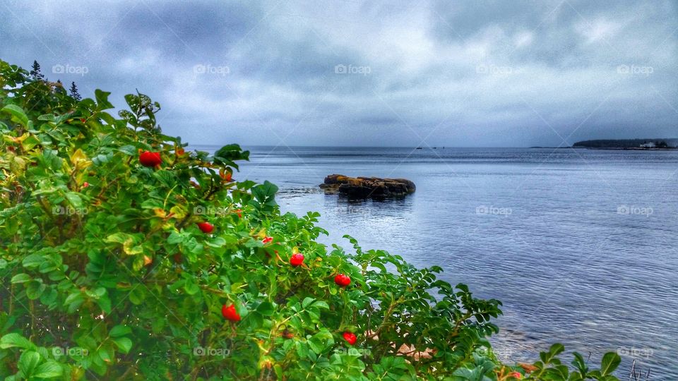 Rose Buds Along The Shore