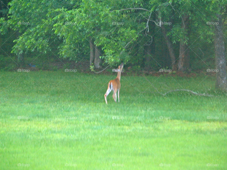 Mammal, Grass, No Person, Outdoors, Nature