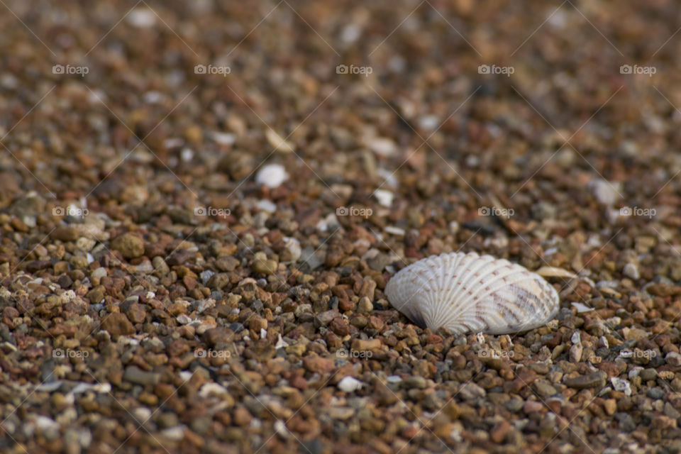 Scallop on sand