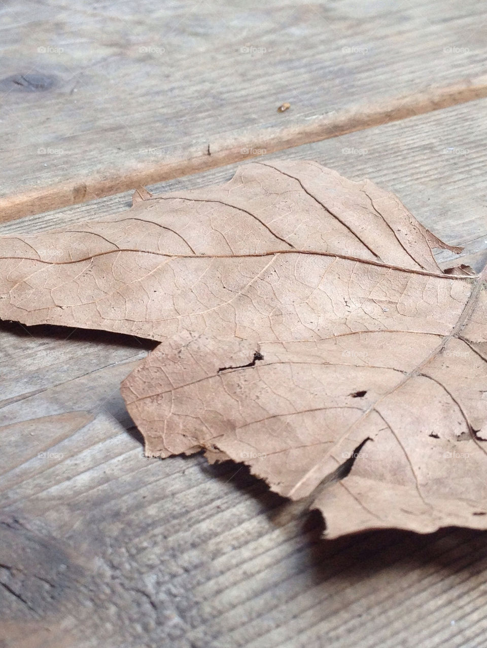 closeup wood leaf brown by challahgirl