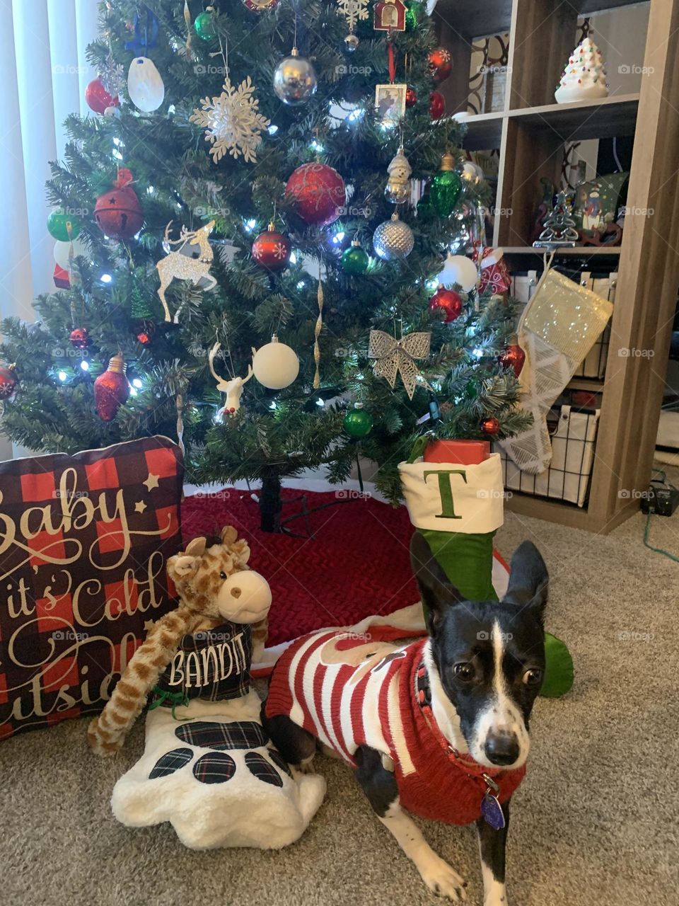 Dog and Christmas tree