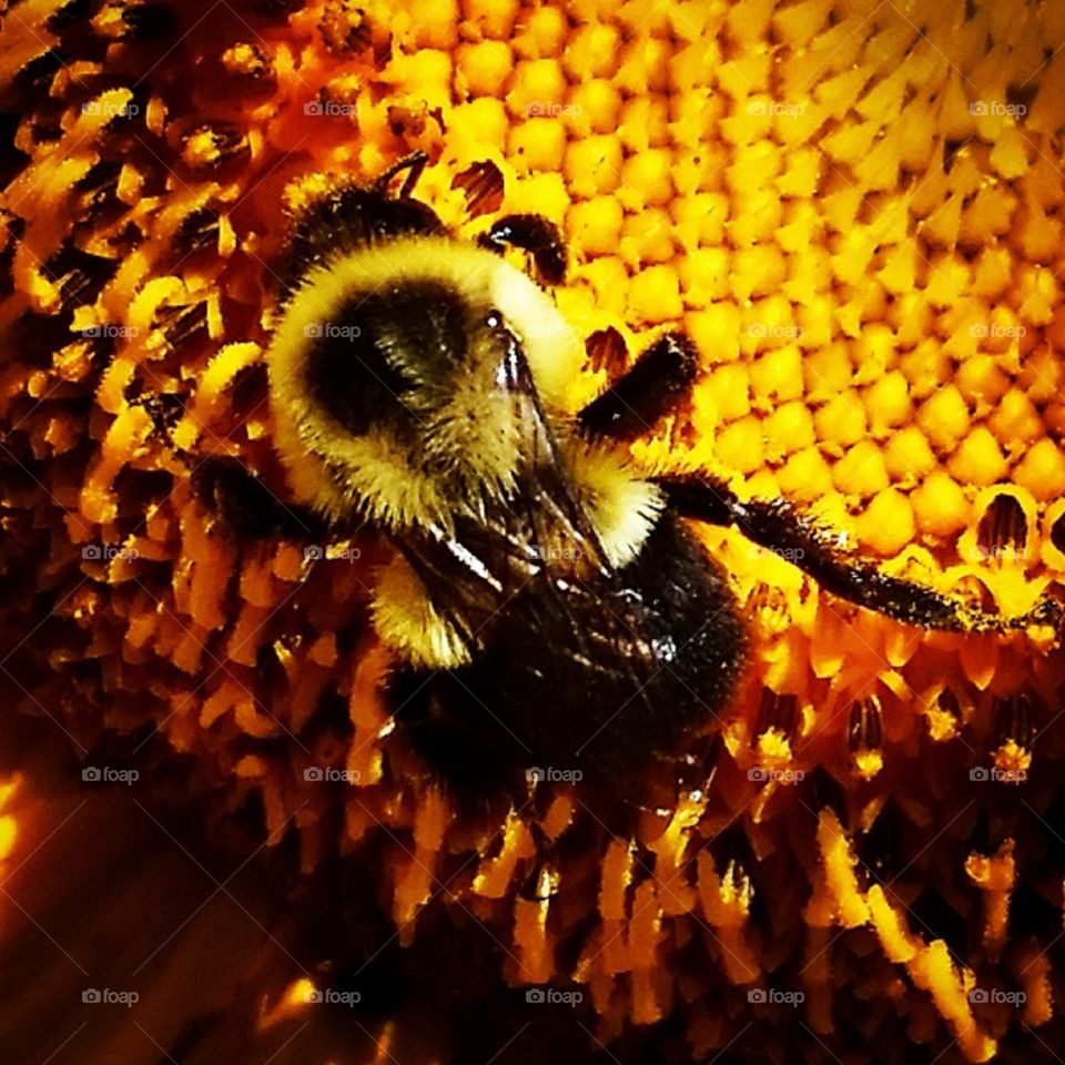 Extreme close up of a bee on flower