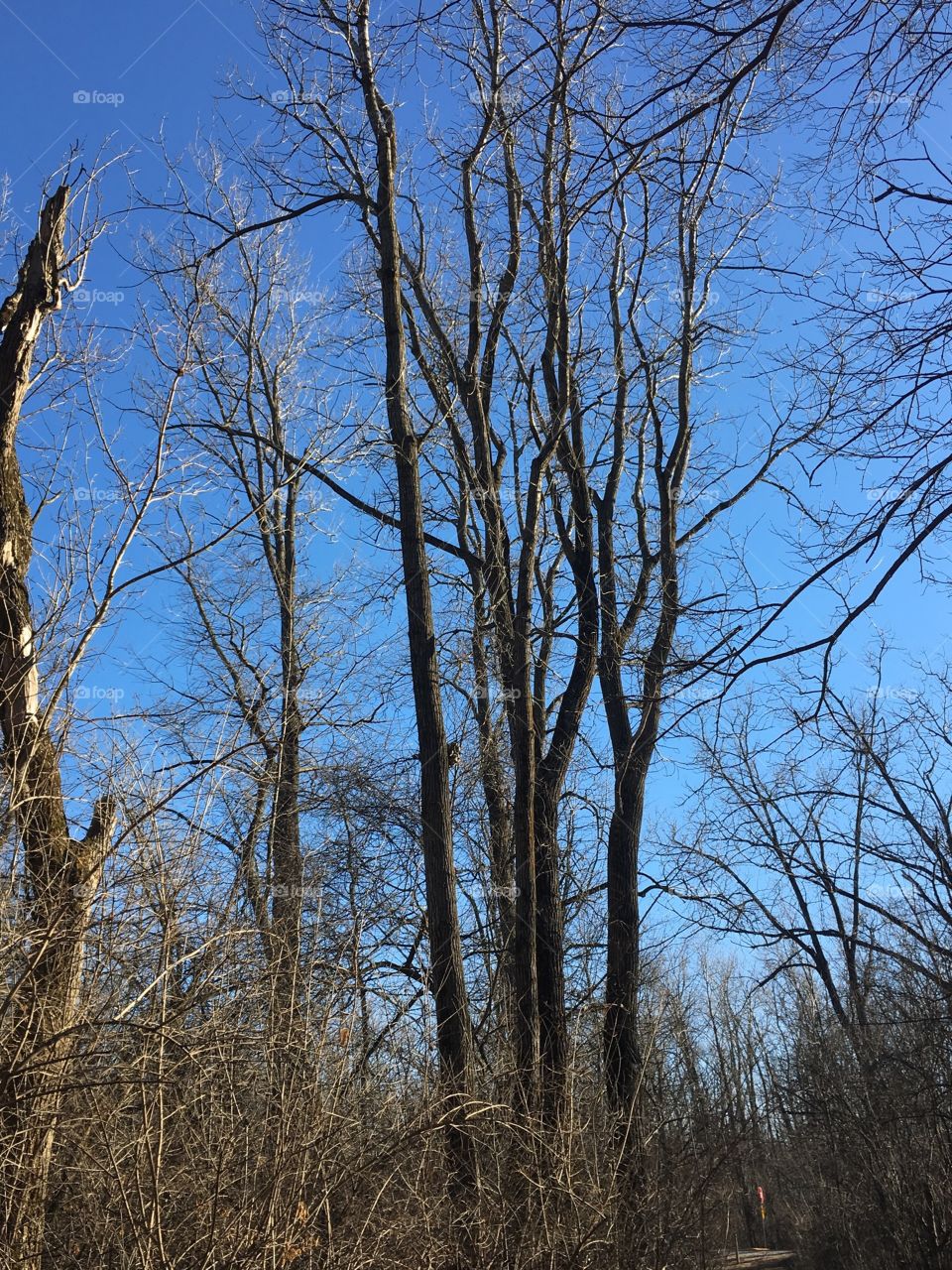 Woodland and blue sky 